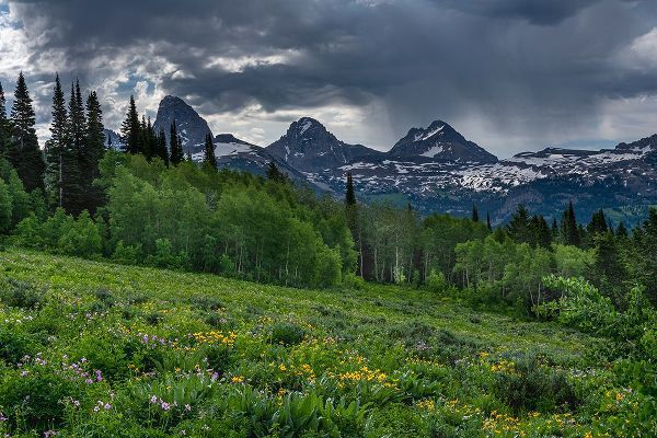 Garber, Howie 아티스트의 USA-Wyoming-Geranium and arrowleaf balsamroot wildflowers in meadow-west side of Teton Mountains작품입니다.